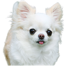 チワワ