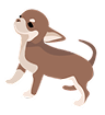 小型犬