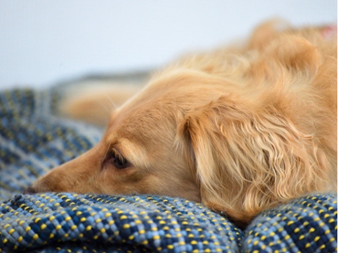 元気がない犬の写真