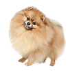 小型犬