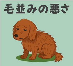毛並みが悪い