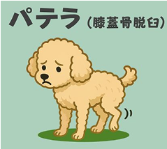 パテラ(膝蓋骨脱臼)